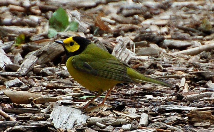 Photo (8): Hooded Warbler