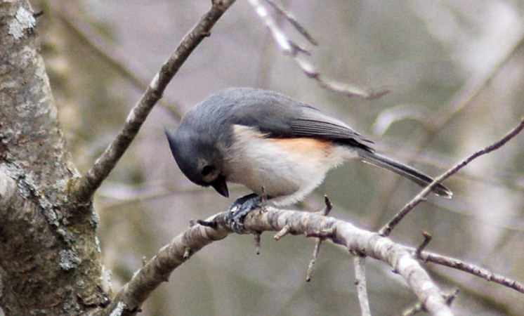 Photo (3): Tufted Titmouse