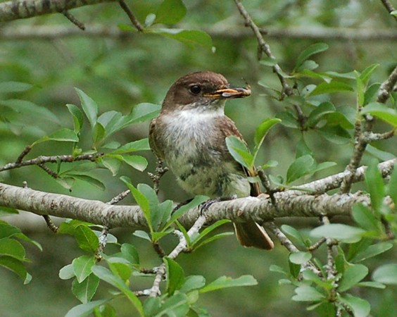 Photo (18): Eastern Phoebe