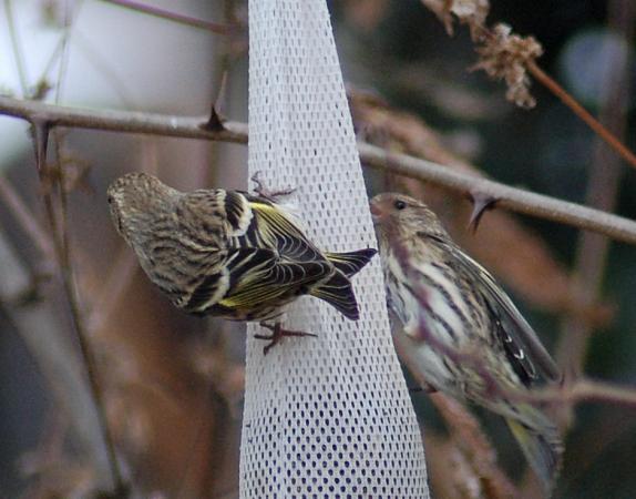 Photo (14): Pine Siskin
