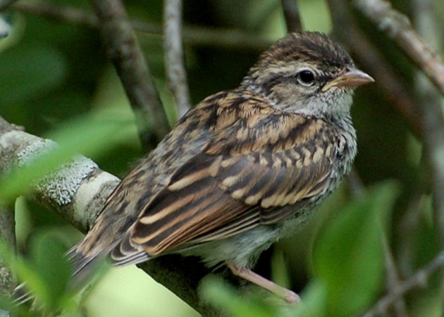 Photo (21): Chipping Sparrow