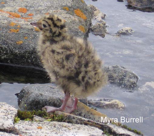 Photo (19): Sabine's Gull