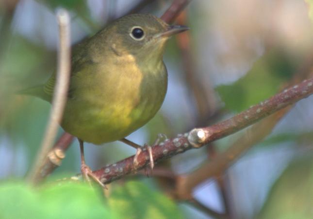 Photo (5): Connecticut Warbler