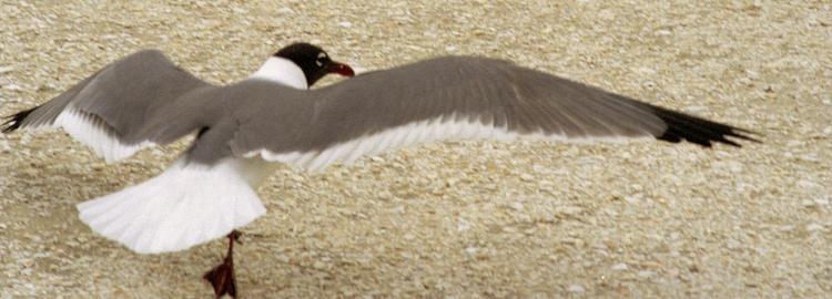 Photo (11): Laughing Gull