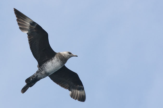 Photo (12): Pomarine Jaeger