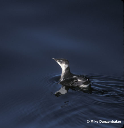 Photo (3): Marbled Murrelet