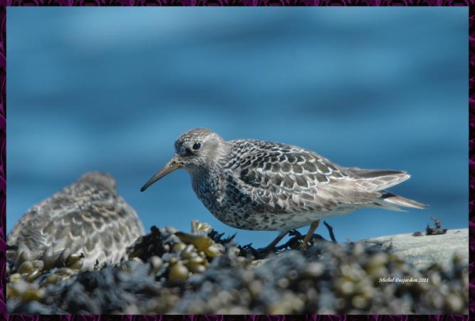 Photo (4): Purple Sandpiper