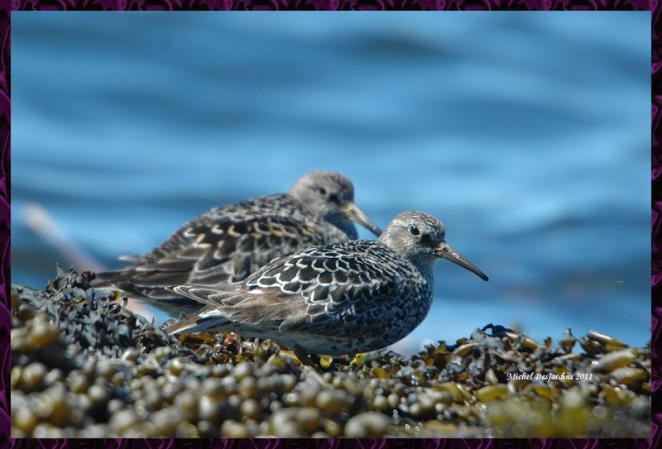 Photo (2): Purple Sandpiper