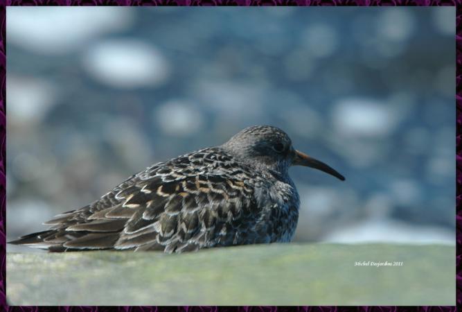 Photo (9): Purple Sandpiper