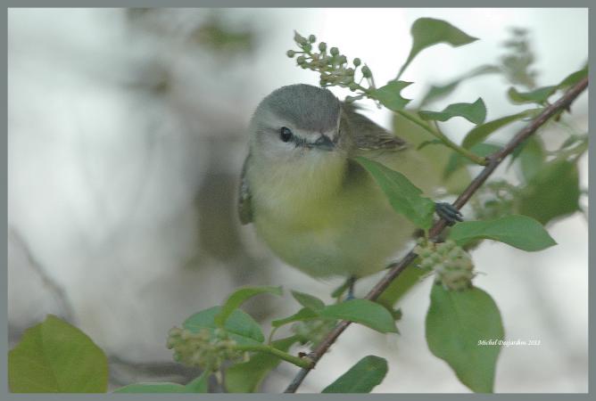 Photo (4): Philadelphia Vireo