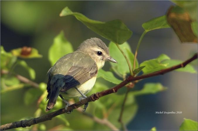 Photo (26): Warbling Vireo