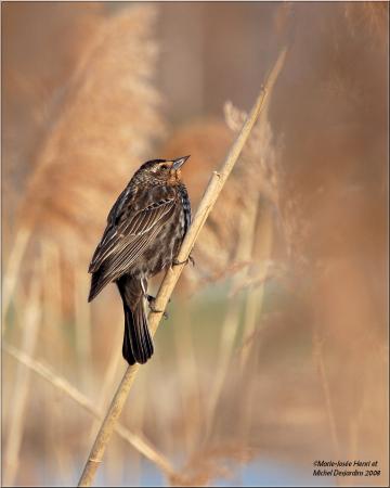 Photo (13): Red-winged Blackbird