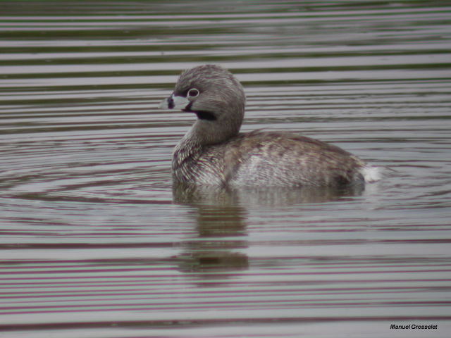 Photo (2): Pied-billed Grebe