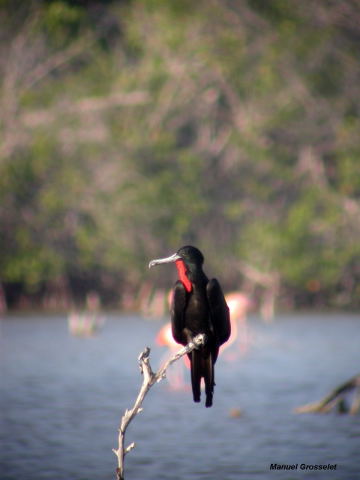 Photo (13): Magnificent Frigatebird