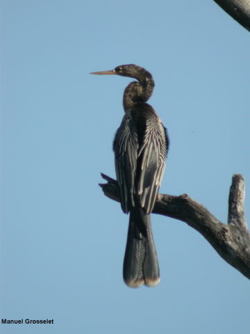 Photo (15): Anhinga
