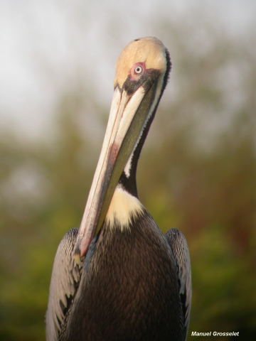 Photo (11): Brown Pelican