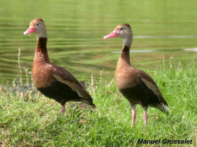 Photo (6): Black-bellied Whistling-Duck