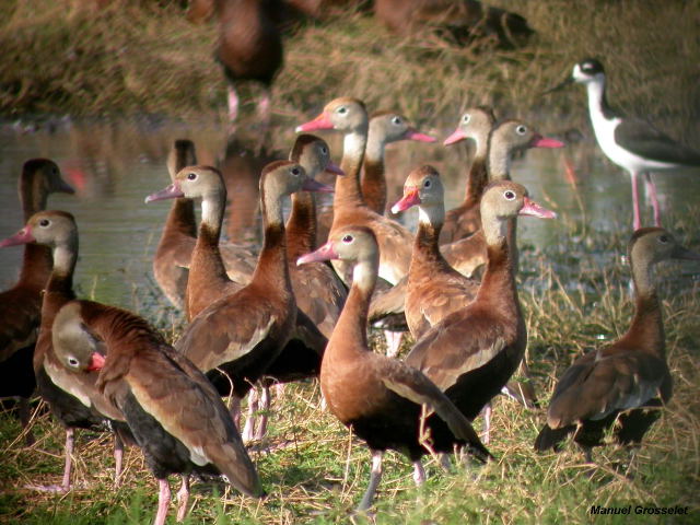 Photo (11): Black-bellied Whistling-Duck