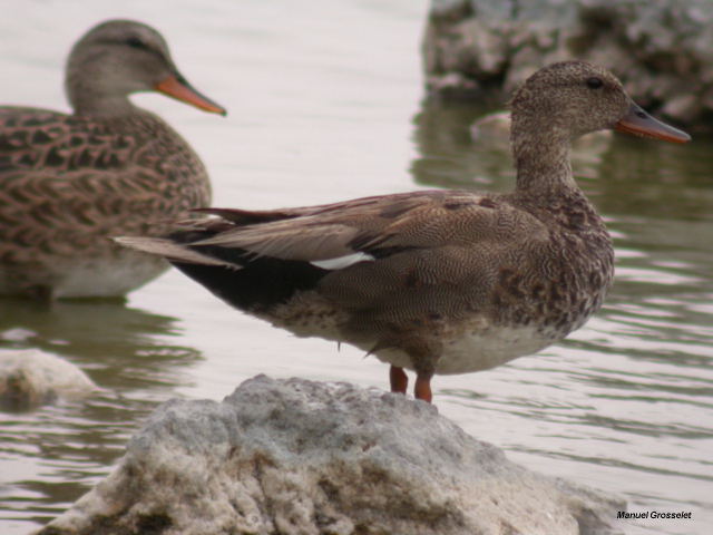 Photo (19): Gadwall