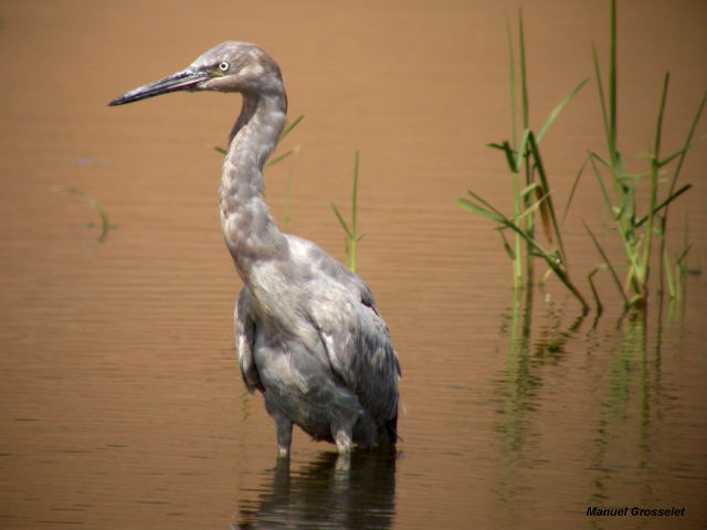 Photo (3): Reddish Egret