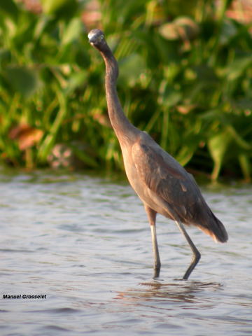 Photo (4): Reddish Egret