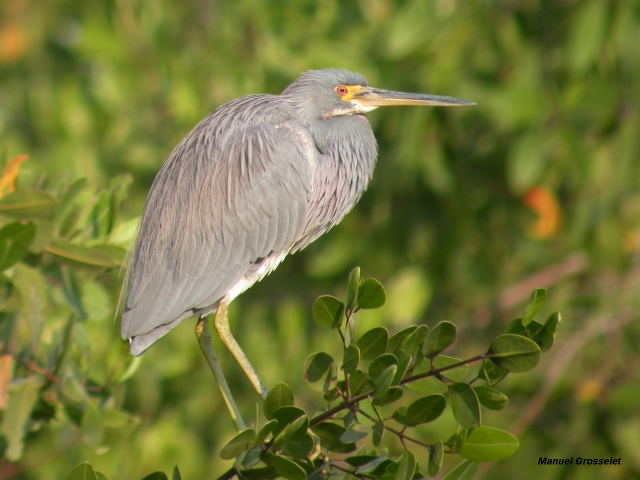 Photo (1): Tricolored Heron