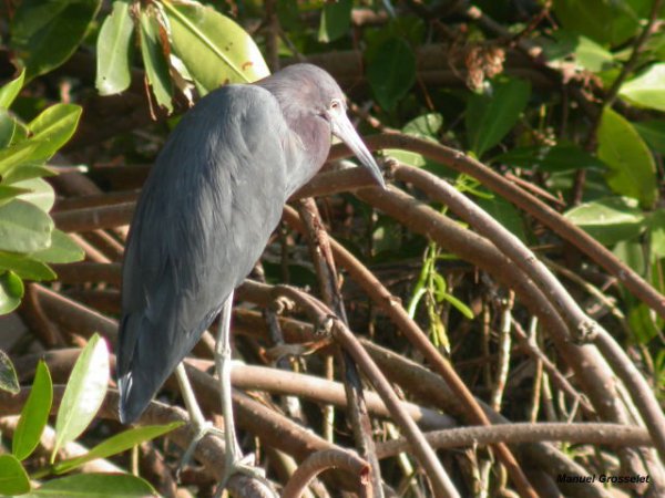 Photo (13): Little Blue Heron