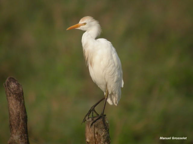 Photo (1): Cattle Egret