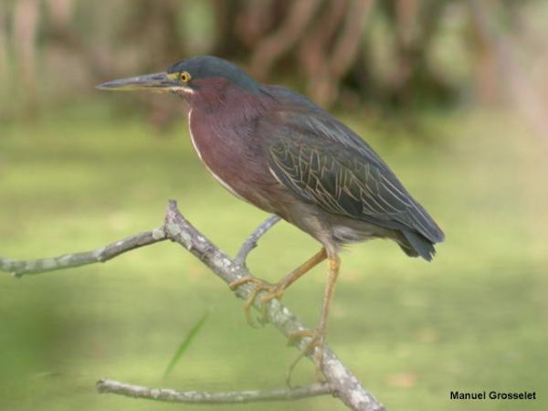 Photo (15): Green Heron