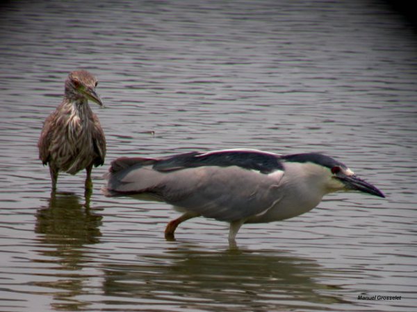 Photo (21): Black-crowned Night-Heron