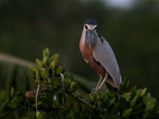 Photo (7): Boat-billed Heron