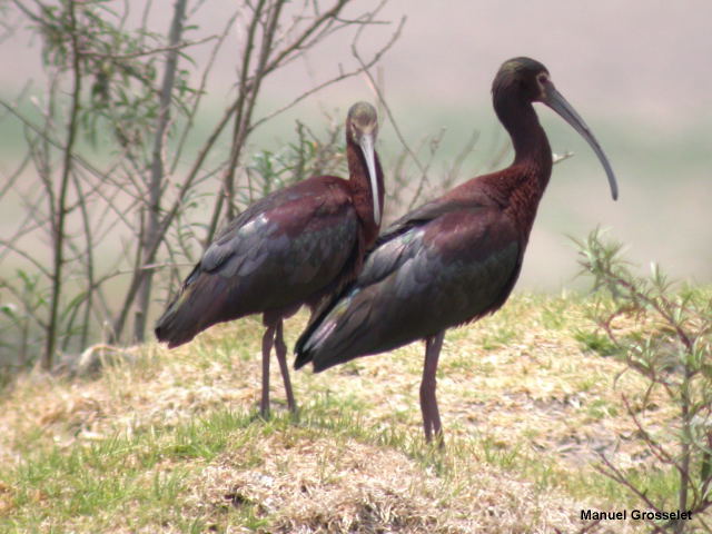 Photo (5): White-faced Ibis