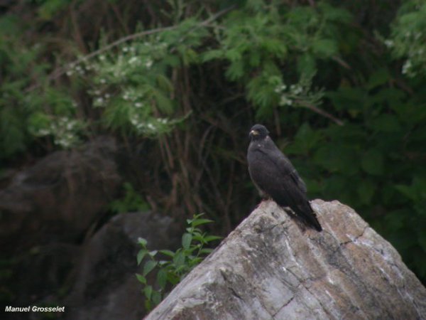 Photo (14): Snail Kite