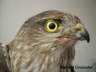 Photo (21): Sharp-shinned Hawk
