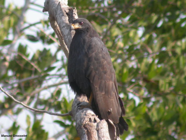 Photo (4): Common Black Hawk
