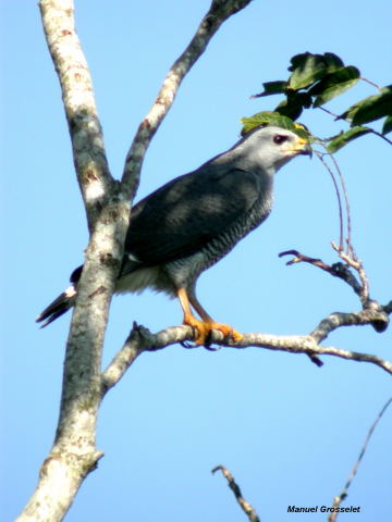 Photo (17): Gray-lined Hawk