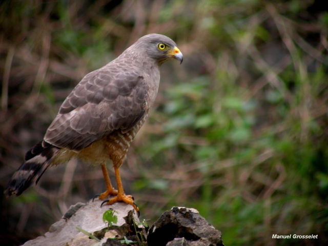 Photo (4): Roadside Hawk