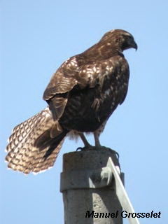 Photo (24): Red-tailed Hawk
