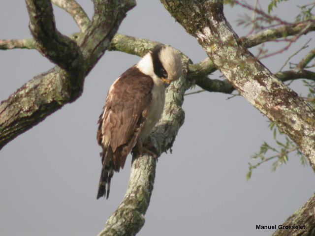 Photo (7): Laughing Falcon