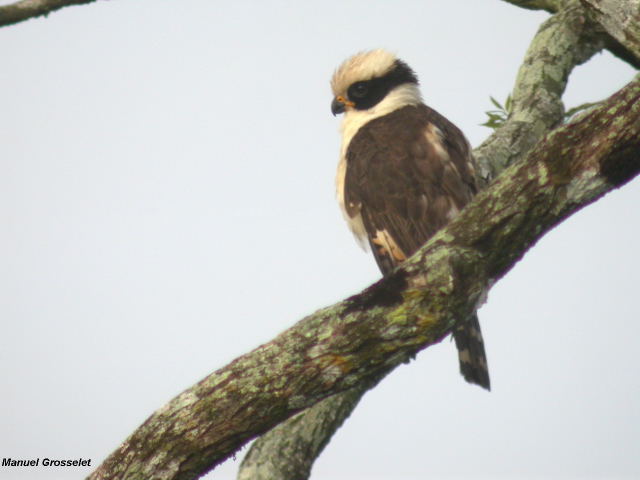 Photo (9): Laughing Falcon