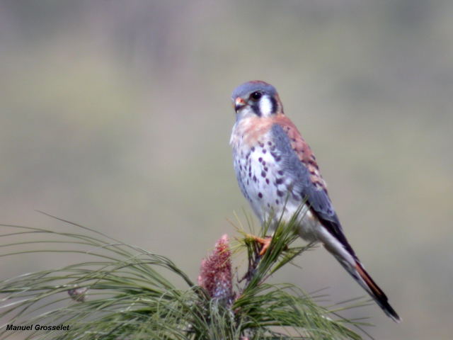 Photo (22): American Kestrel