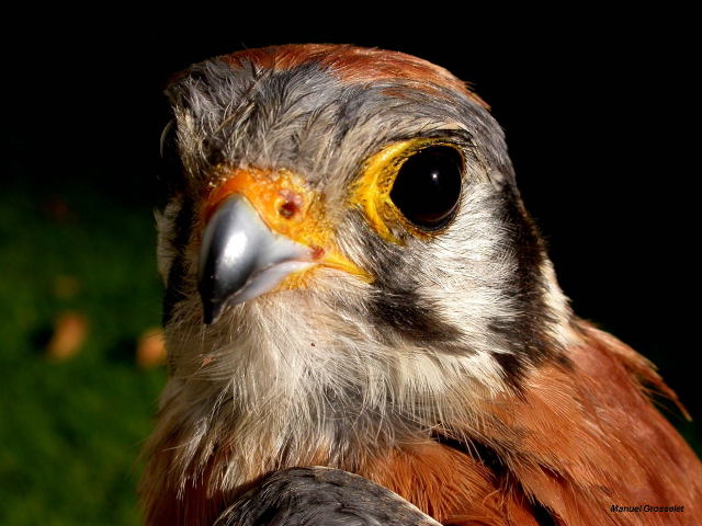 Photo (19): American Kestrel