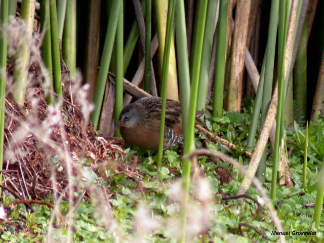 Photo (20): Virginia Rail