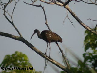 Photo (14): Limpkin