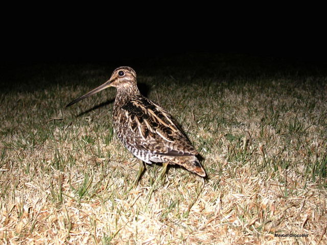 Photo (12): Wilson's Snipe