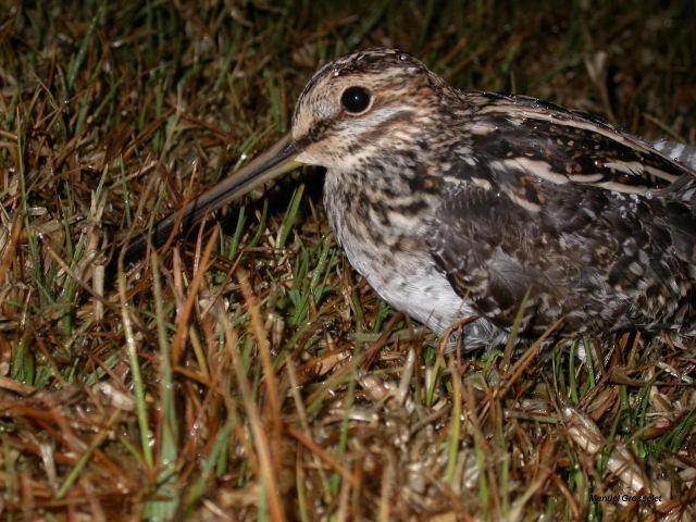 Photo (13): Wilson's Snipe