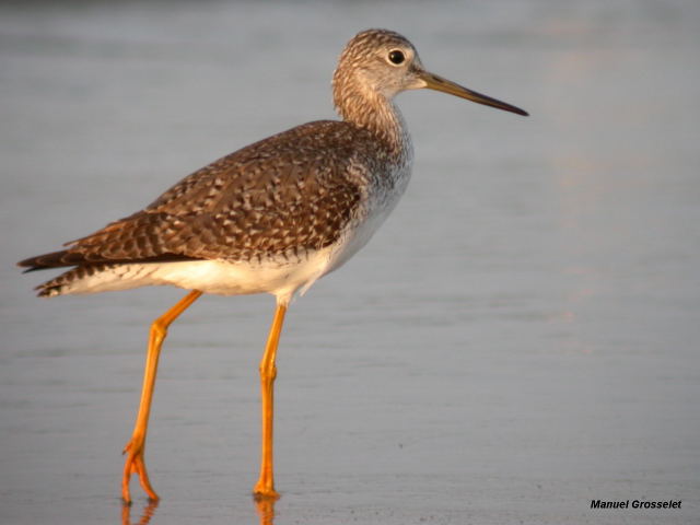 Photo (13): Greater Yellowlegs