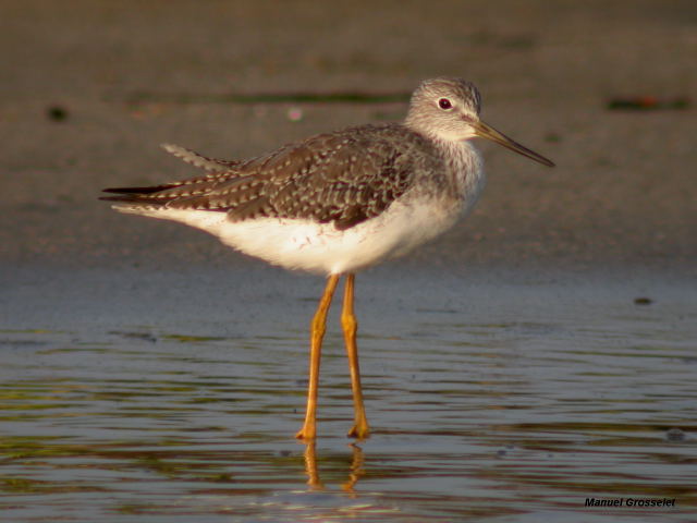 Photo (14): Greater Yellowlegs