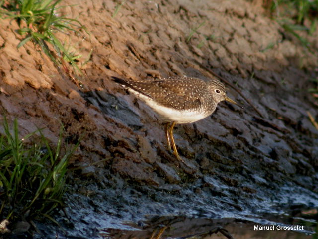 Photo (5): Solitary Sandpiper