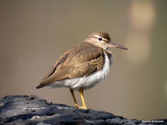 Photo (16): Spotted Sandpiper
